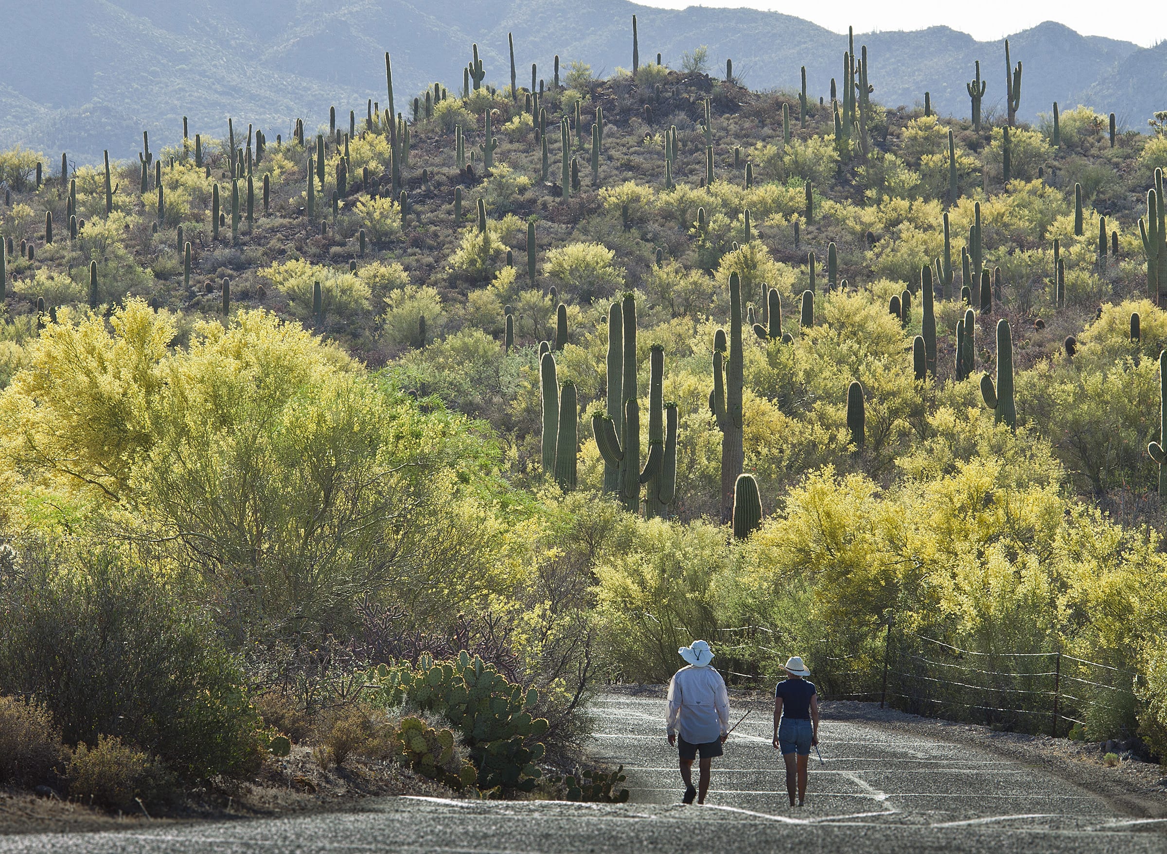 Two people walking down a road with saguaro cactus in the background.