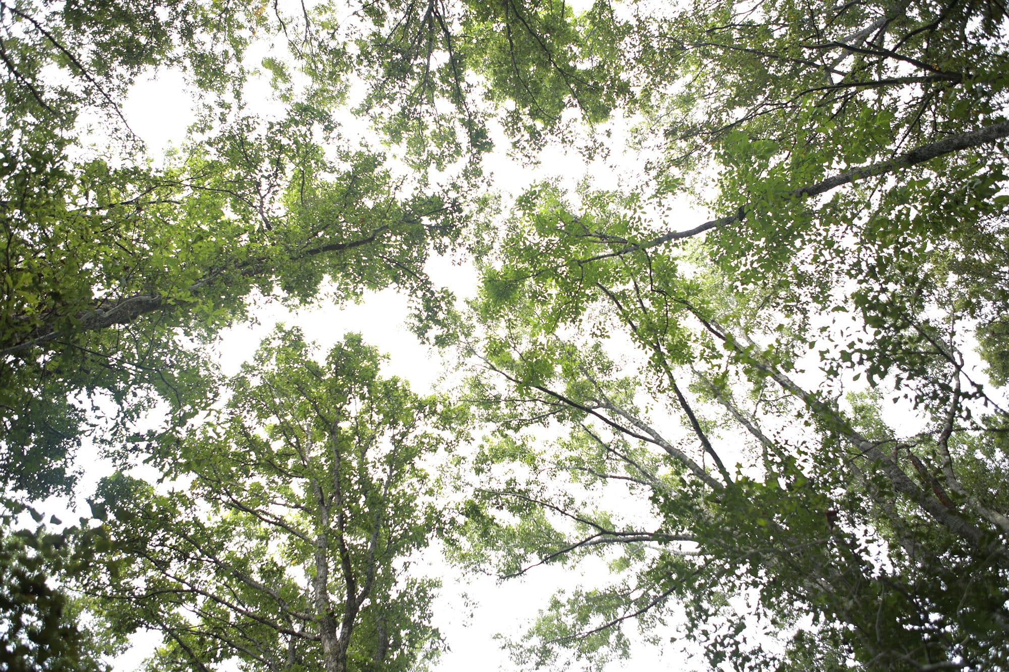 Looking up at trees in a forest.