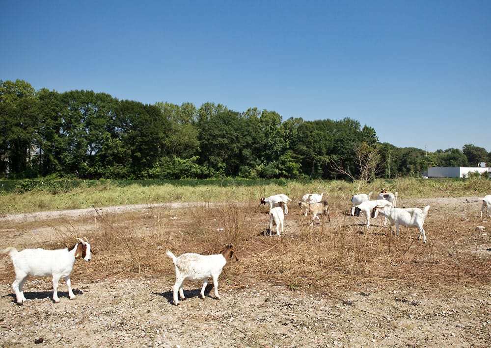 A group of goats grazing in a field.