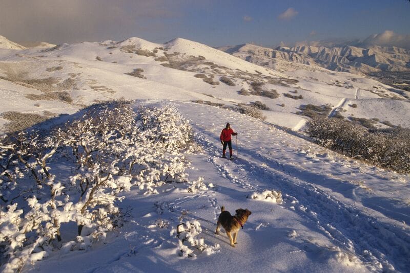 A man and a dog on a snow covered slope.