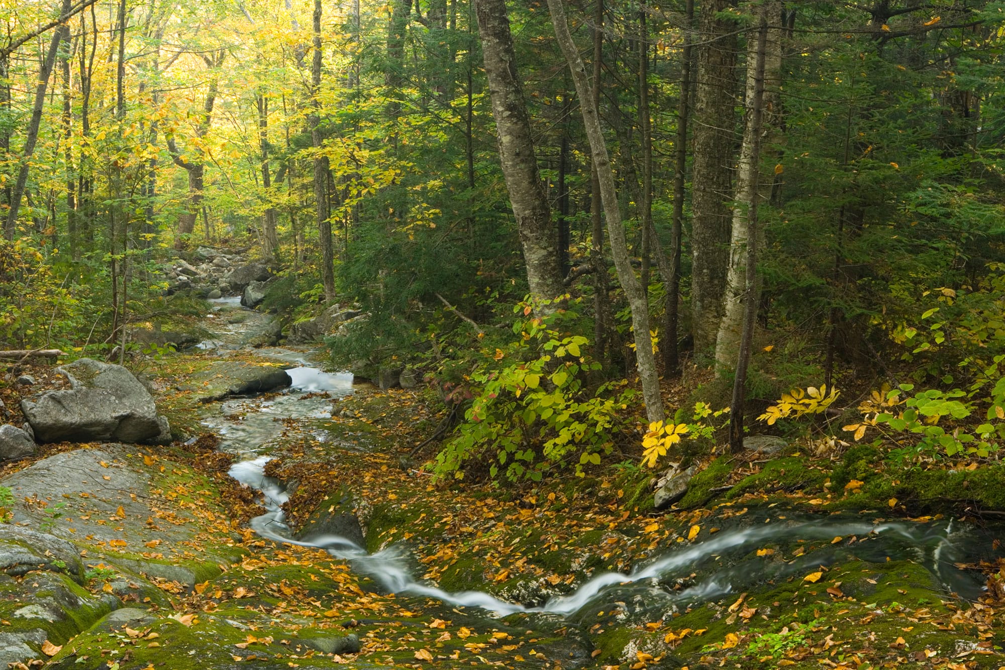 A stream surrounded by trees and leaves in a wooded area.