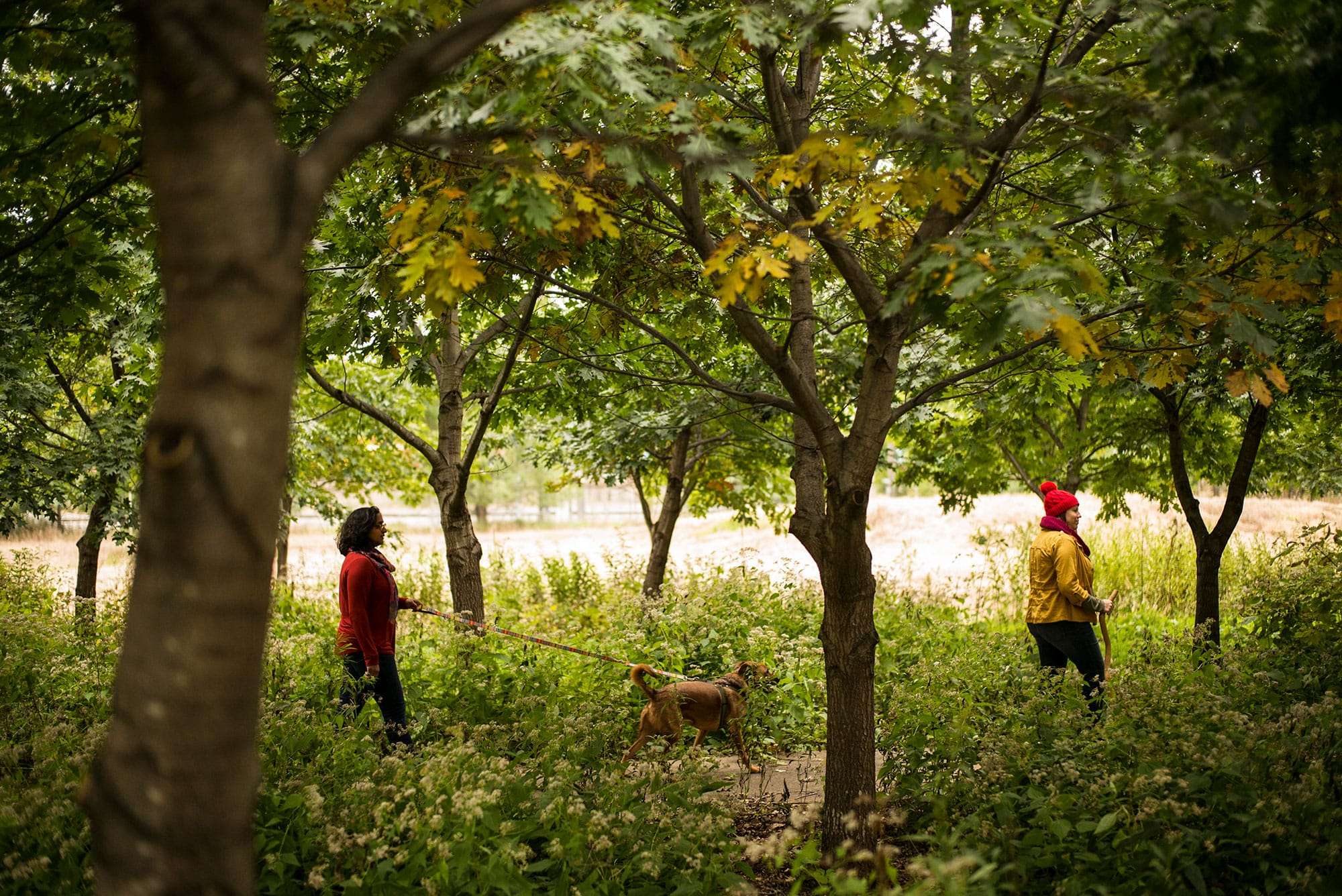 Two people walking a dog through a wooded area.