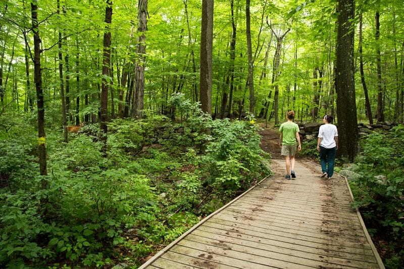 Two people walking on a wooden boardwalk in the woods.