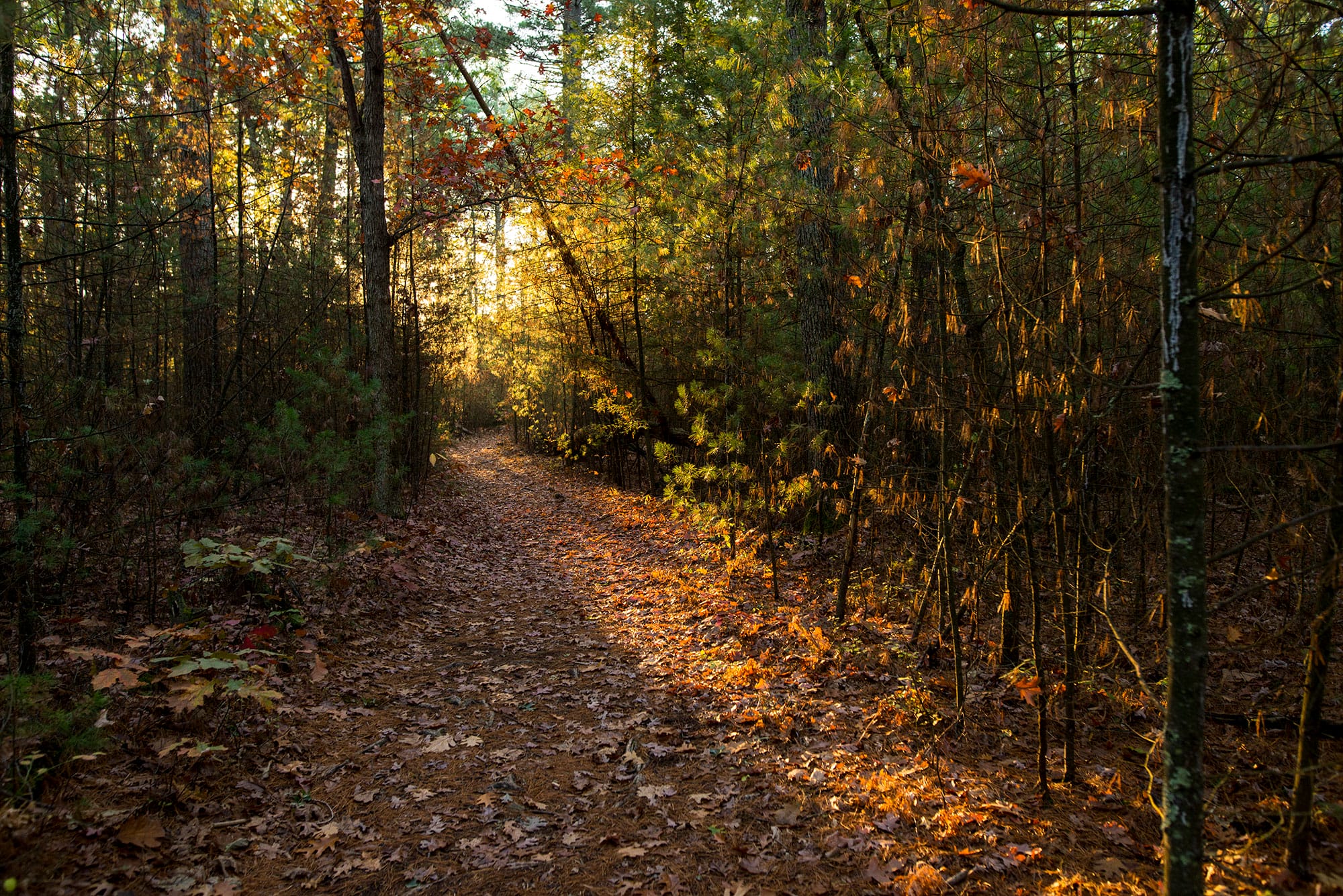 A trail in a wooded area with autumn leaves.