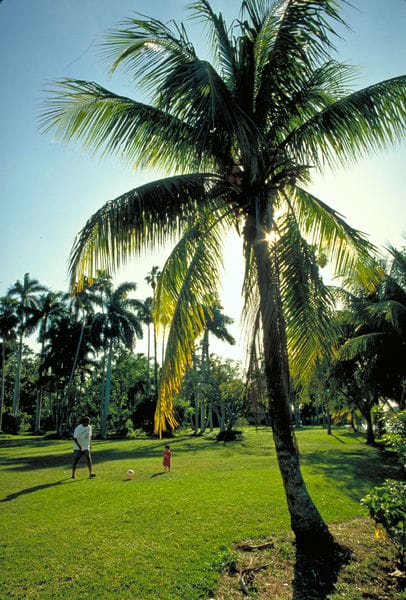 A palm tree in a grassy area.