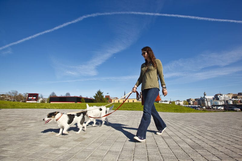 A woman walking two dogs.