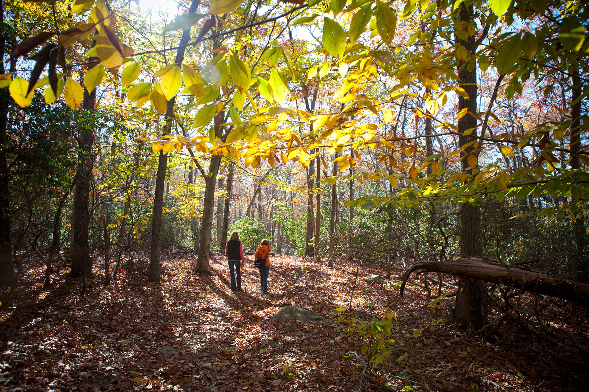 Two people walking through a wooded area.