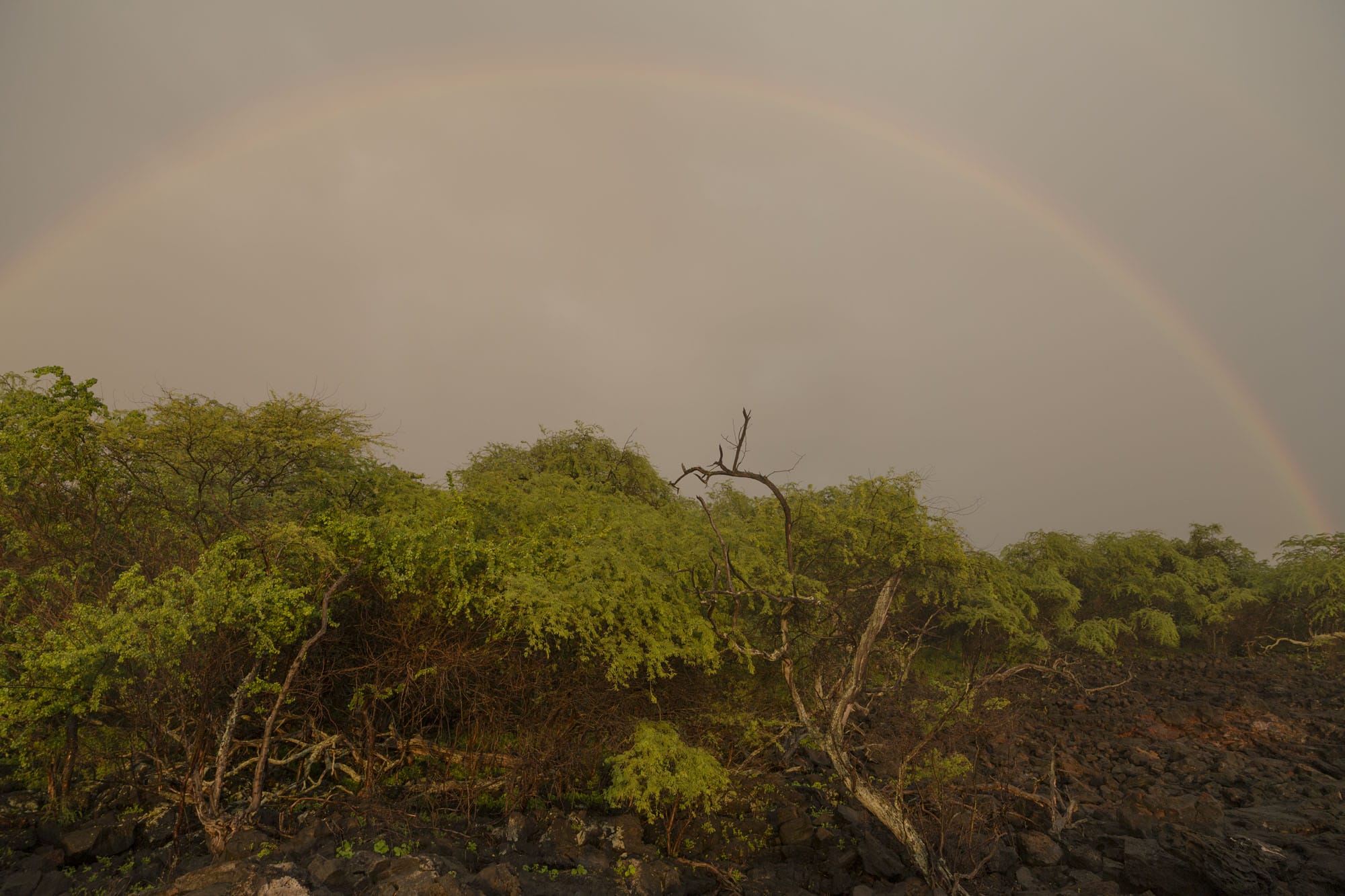 A rainbow is seen over a lava field.