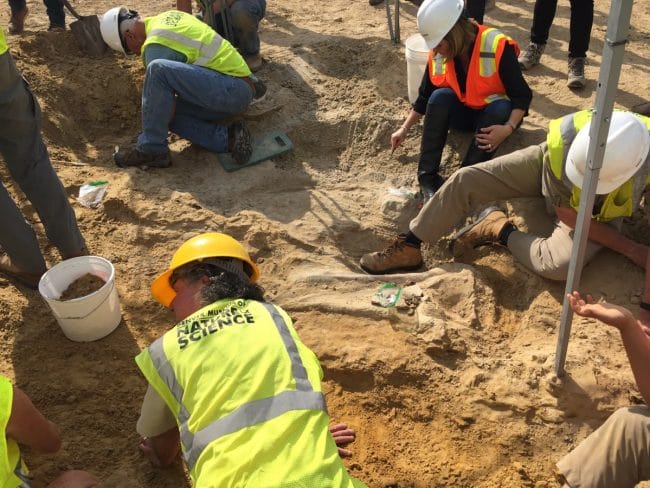 Paleontologists excavate dinosaur bones