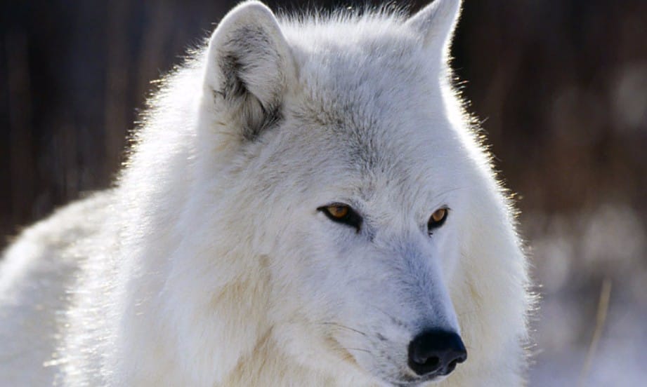 Wolf-national-geographic-20923051-1024-768