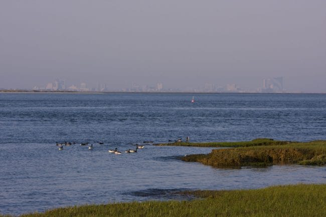 Barnegat Bay wetlands in foreground, city skyline in background, a white bird