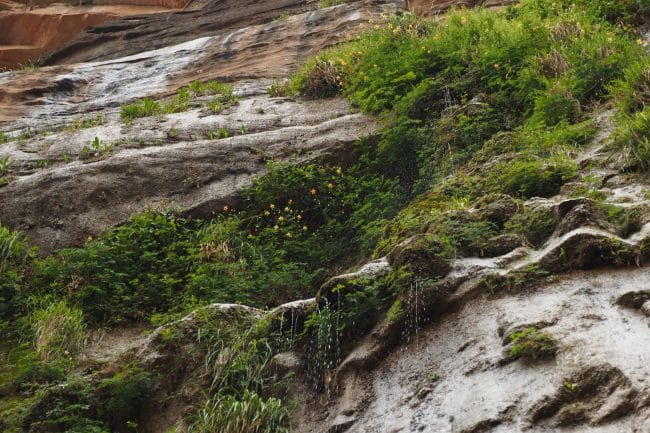 Plants grow out of a canyon wall