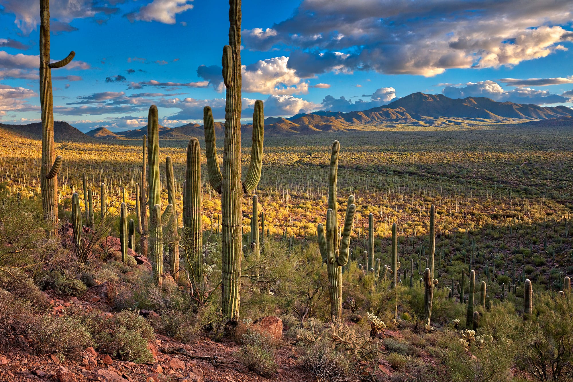 Saguaro National Park - Our Work in AZ