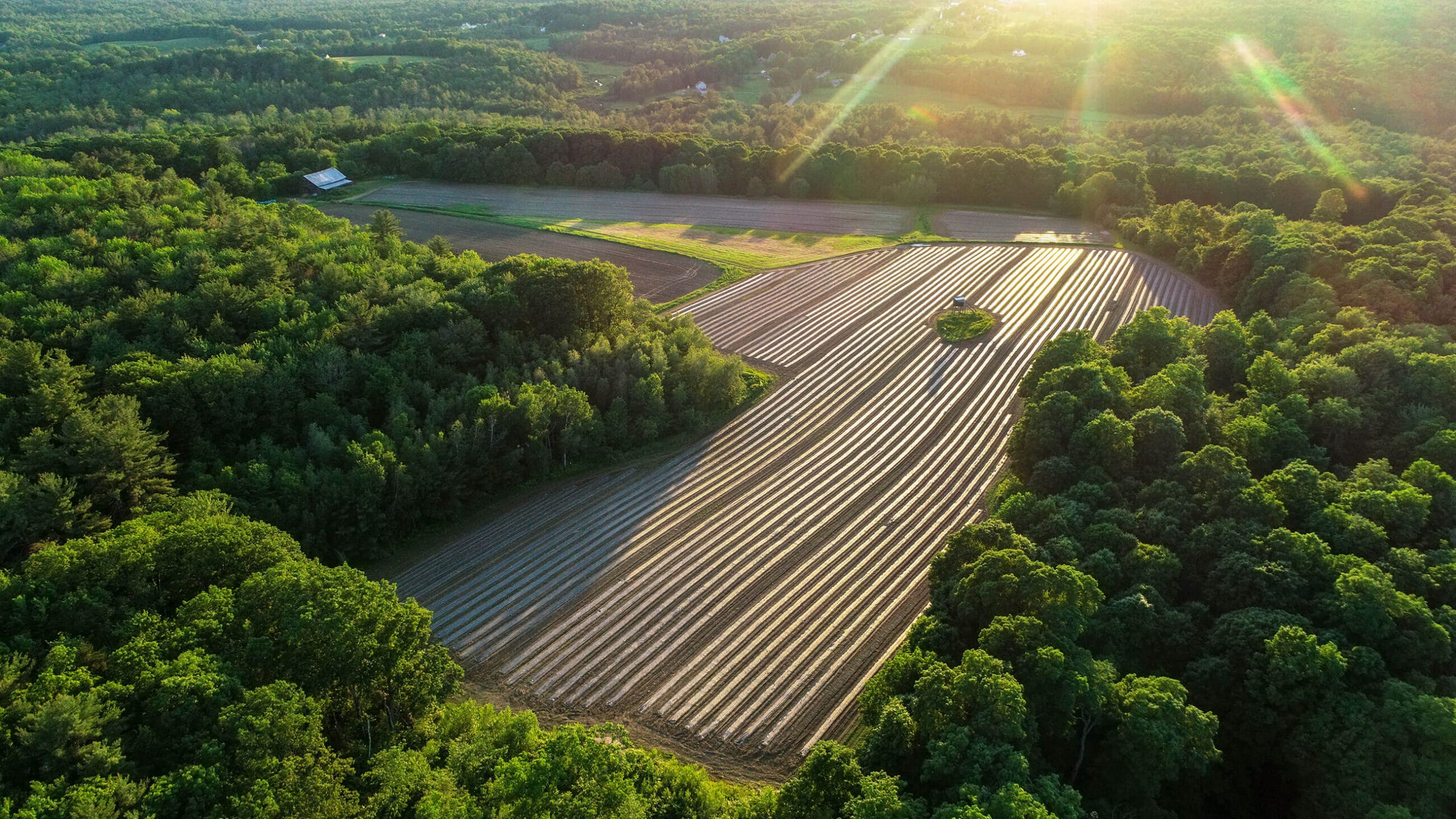 An aerial view of a farm with rows of crops.