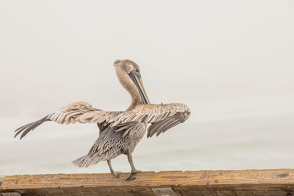 A pelican is standing on a wooden railing.