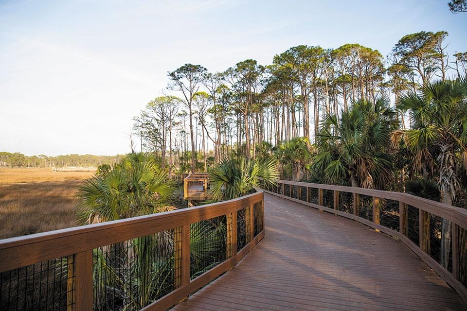 A wooden walkway leading to a marsh with palm trees.