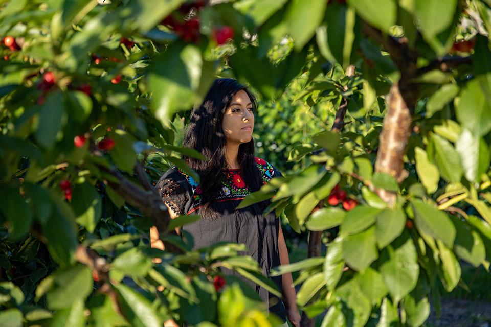 A woman is standing in a cherry orchard.
