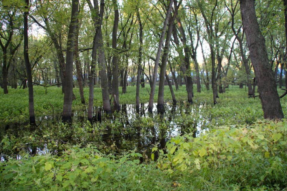 A swamp in the middle of a wooded area.