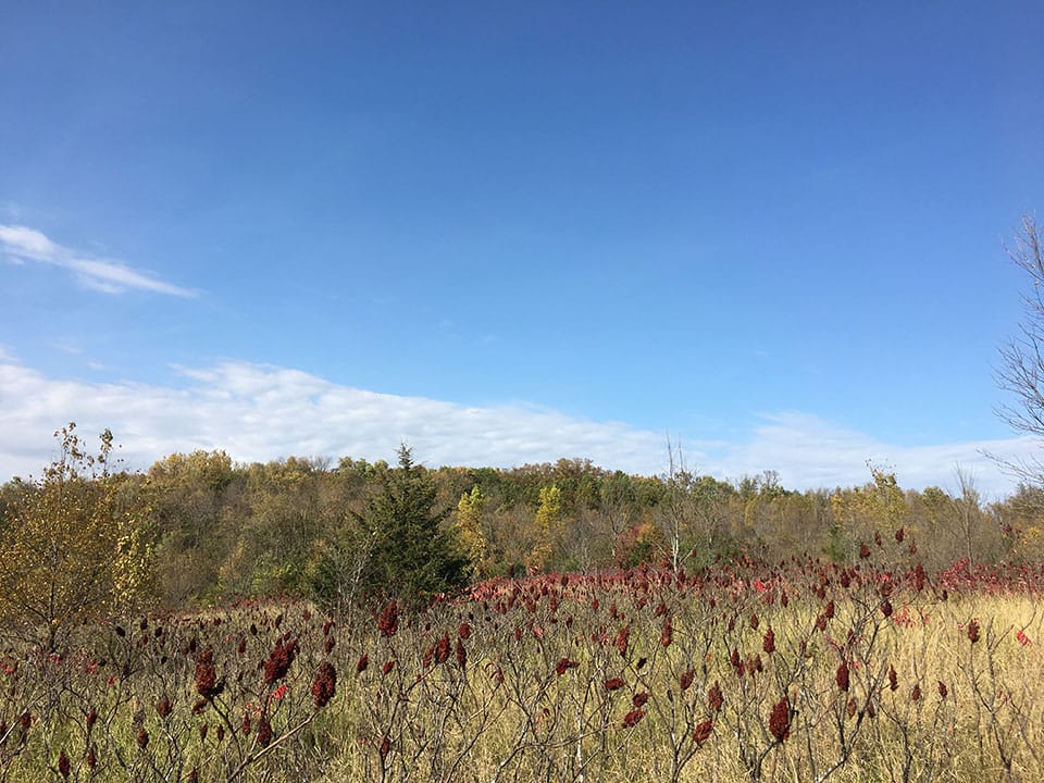 Big Woods Heritage Wildlife Management Area featured image