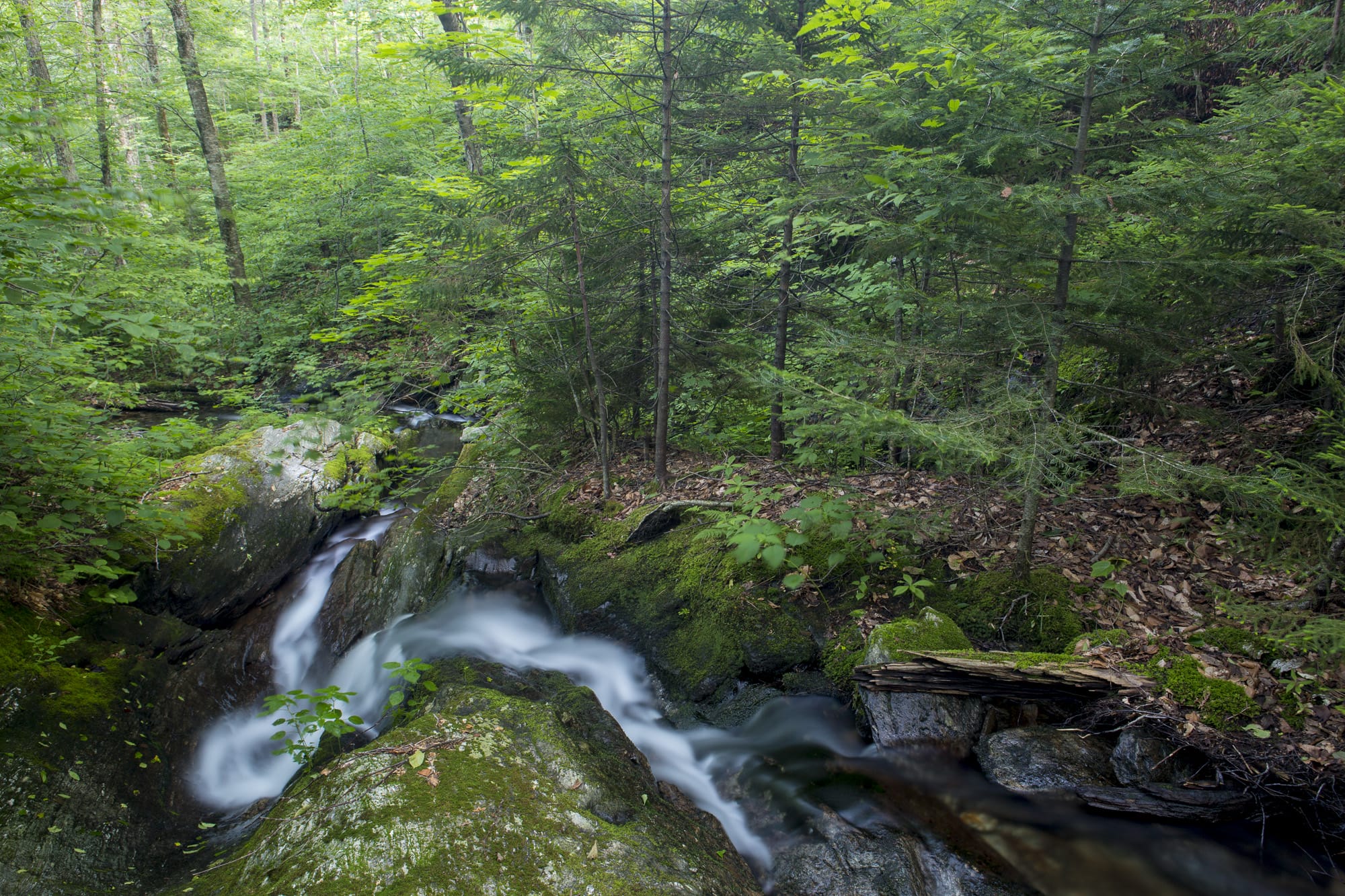 A stream running through a wooded area.