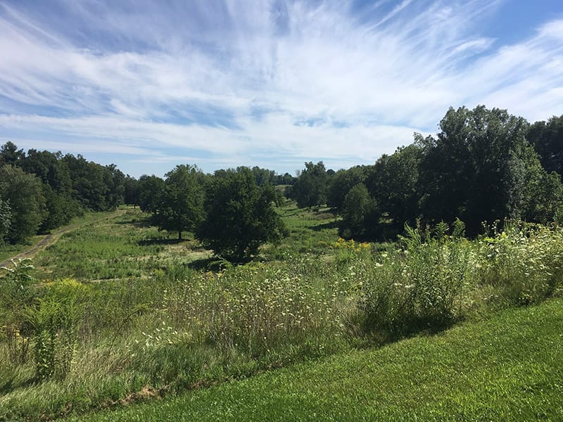 Mill Brook Open Space featured image