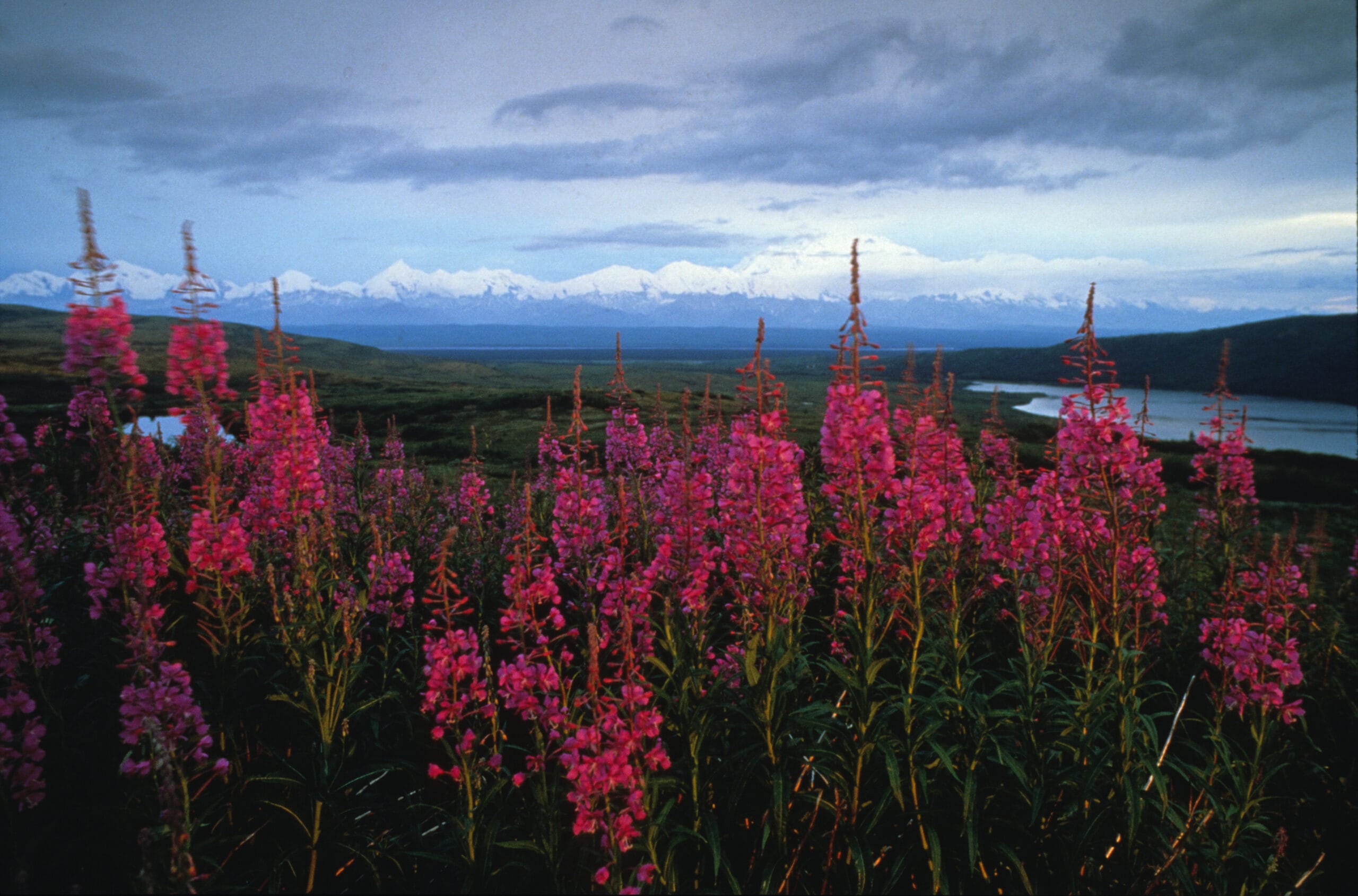 A field of pink flowers with mountains in the background.