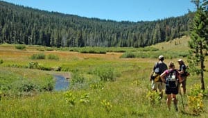 Cold Stream Meadow featured image