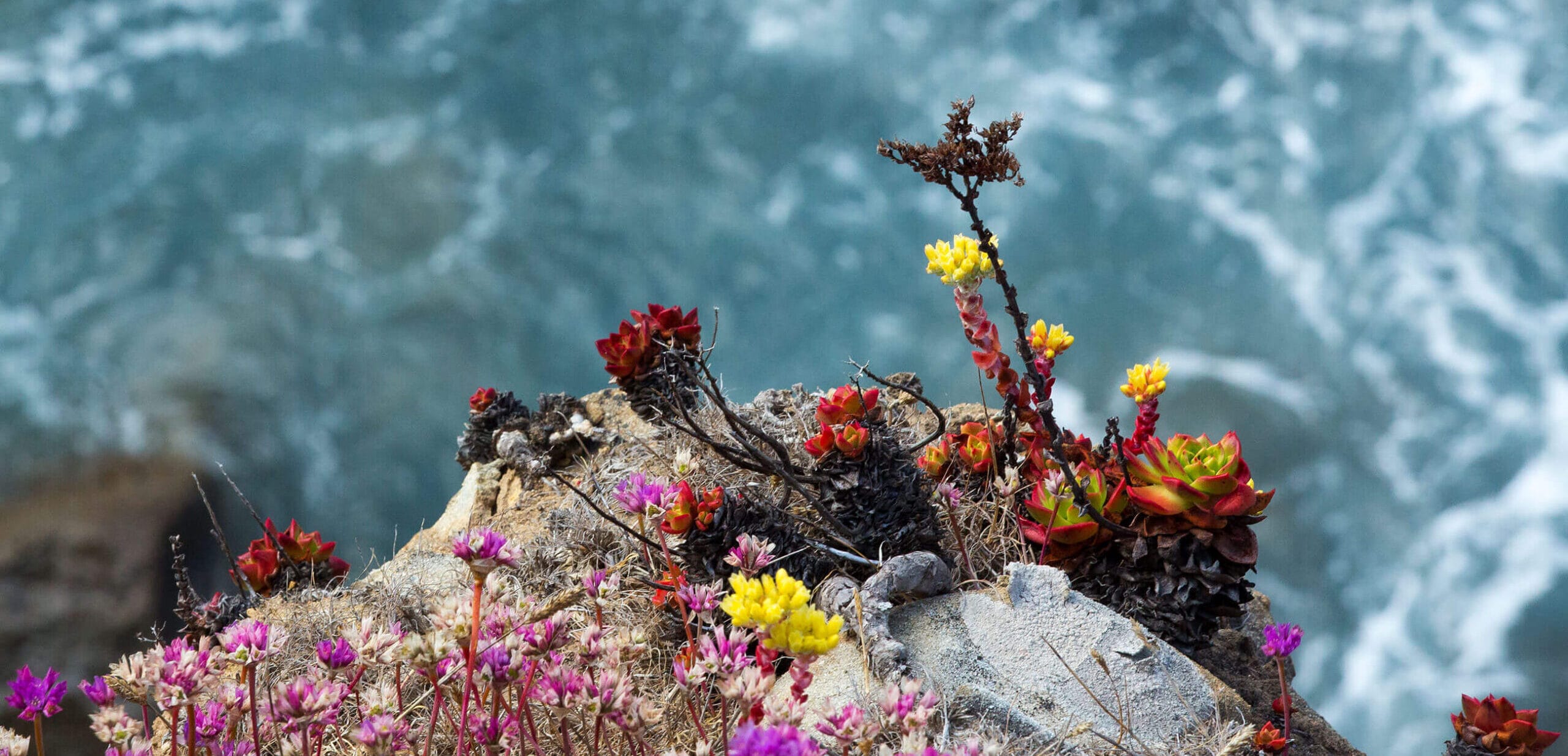 Colorful flowers growing on a rock near the ocean.