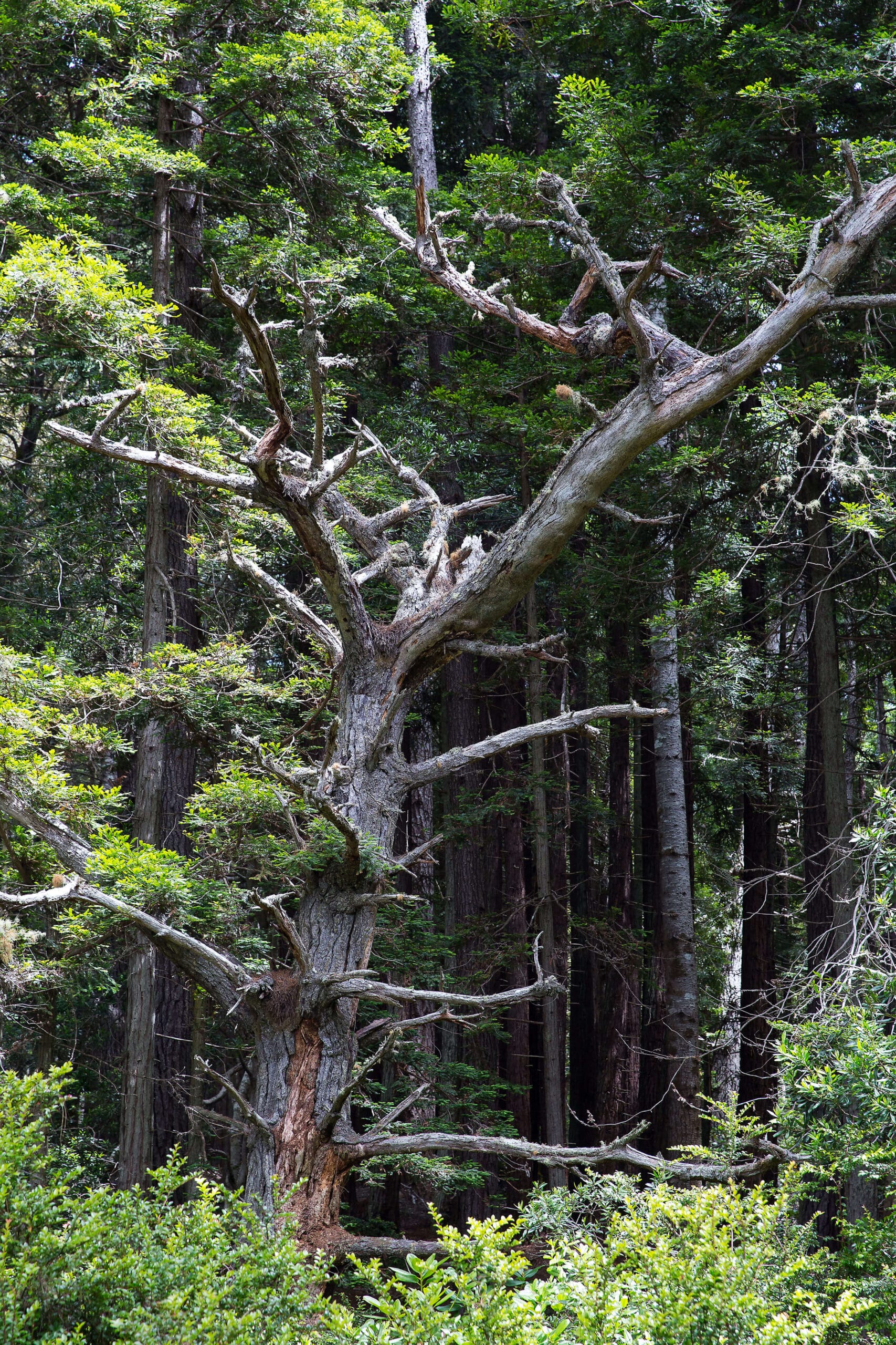 A bald eagle perched on a tree in a forest.