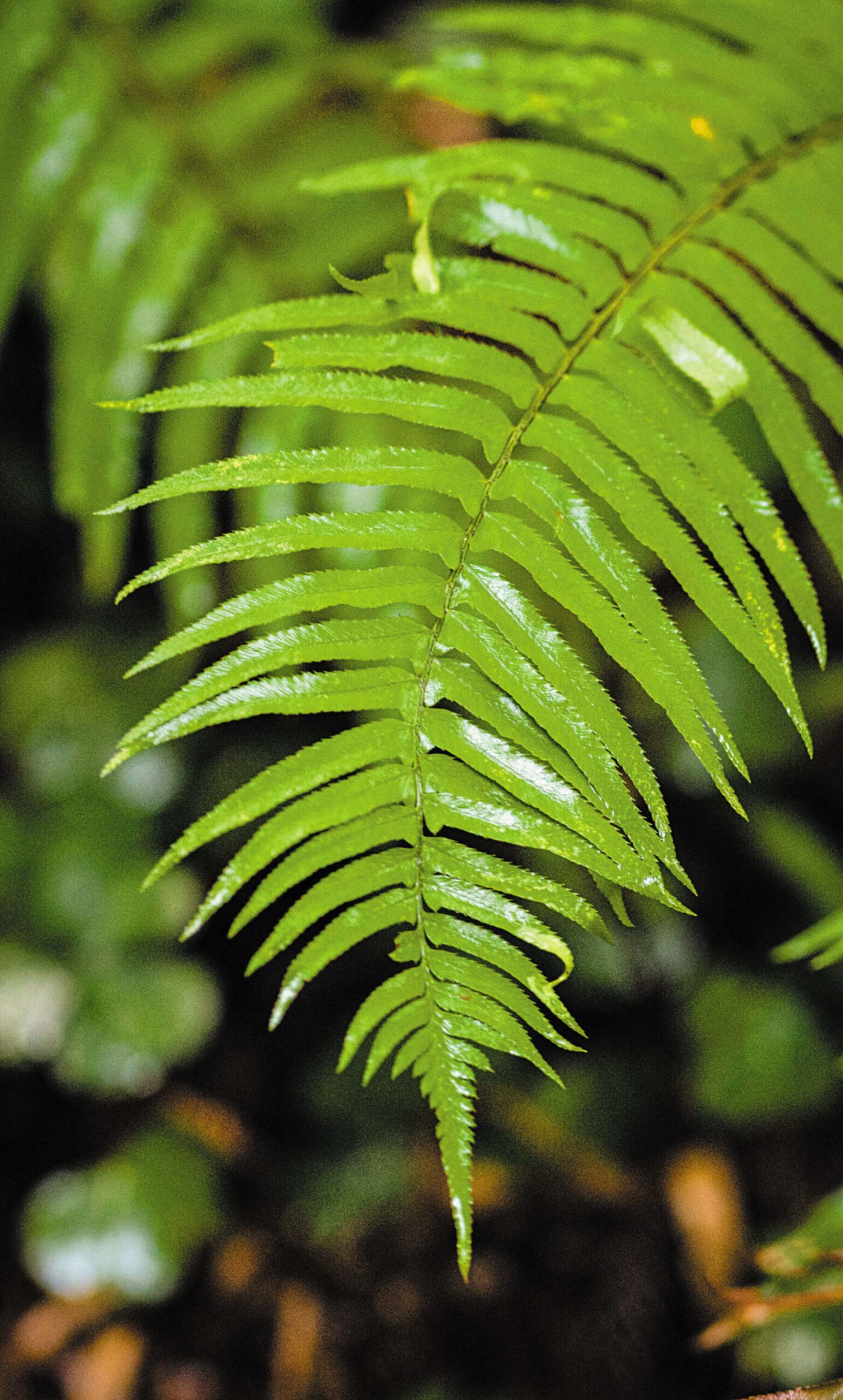 A close up of a green fern leaf.
