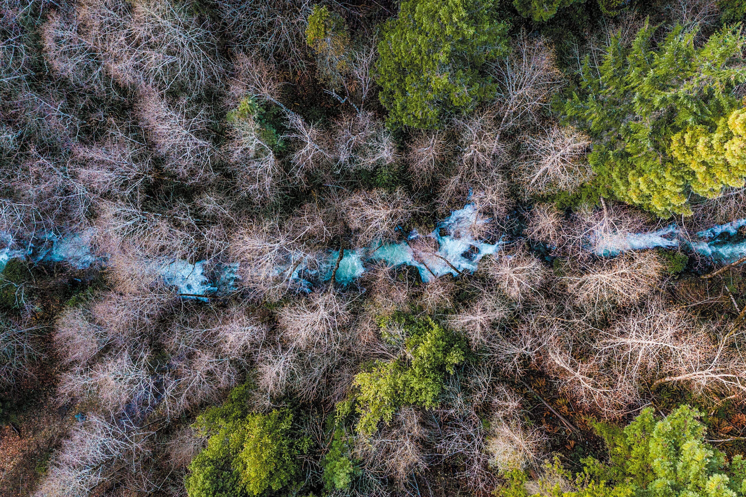 An aerial view of a stream in a forest.