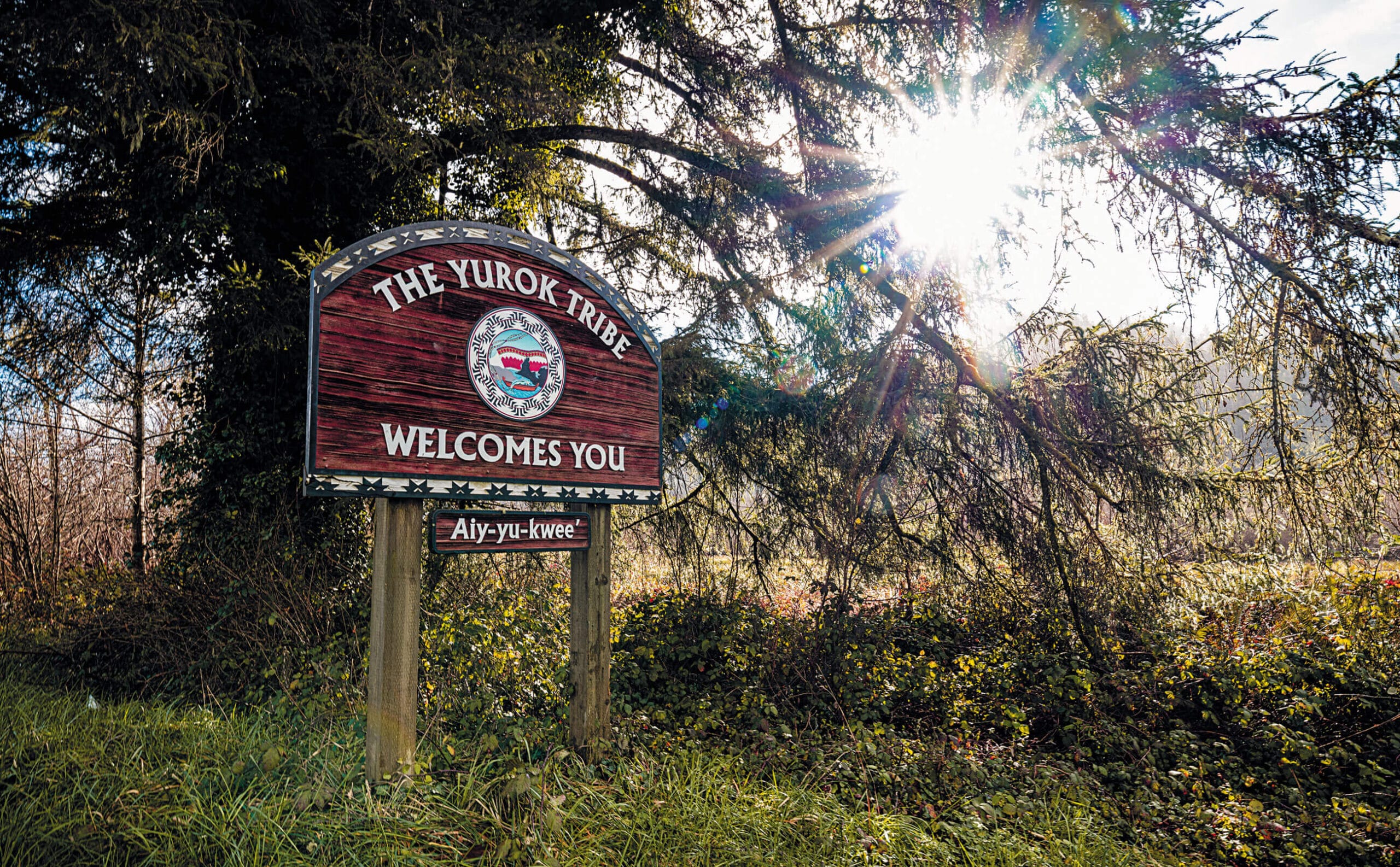 A sign in front of a tree.