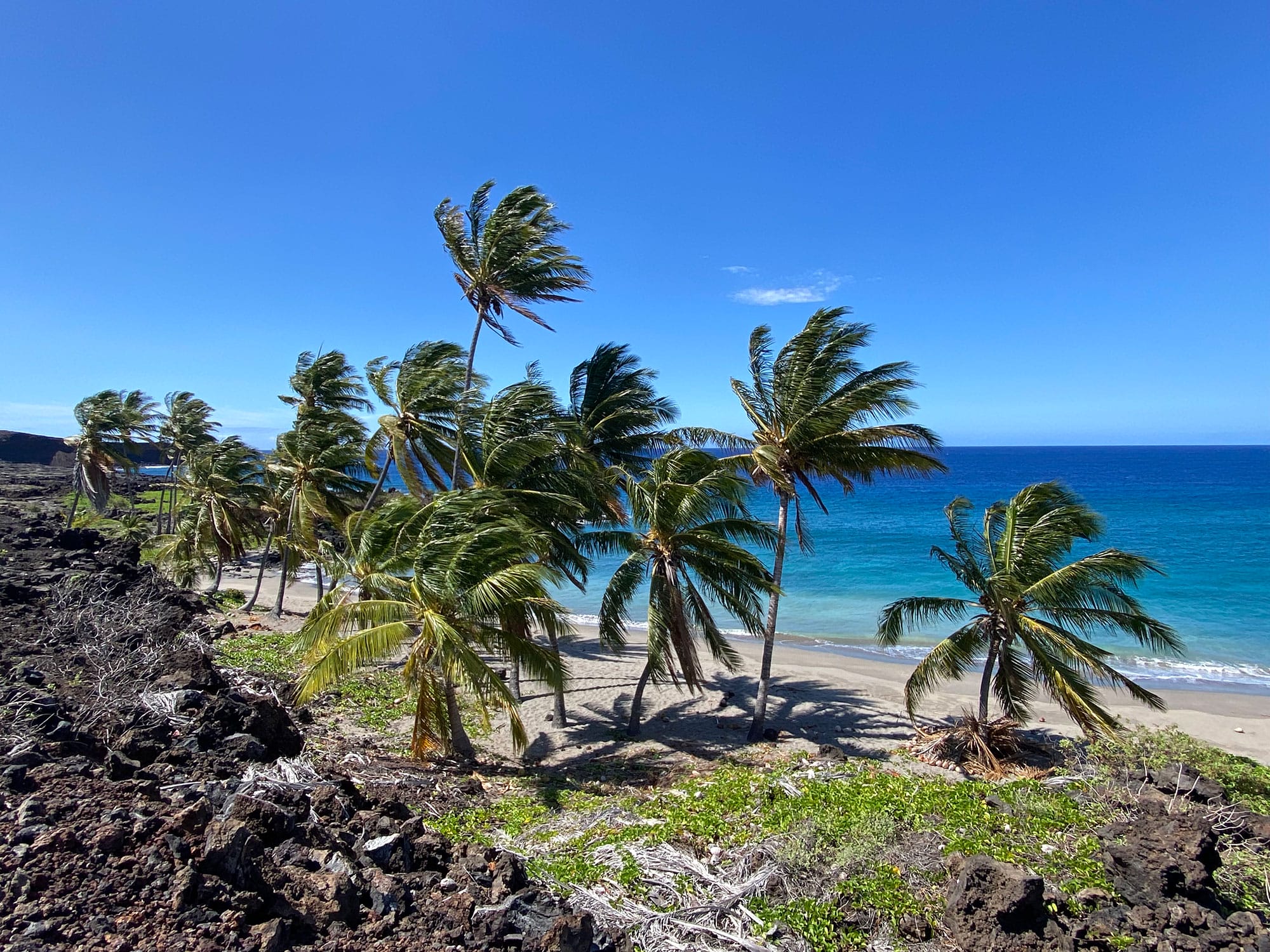 Palm trees on a rocky beach near the ocean.