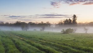 Sprucewood Forest featured image