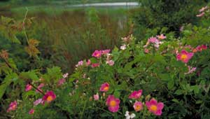 Deep Fork National Wildlife Refuge featured image