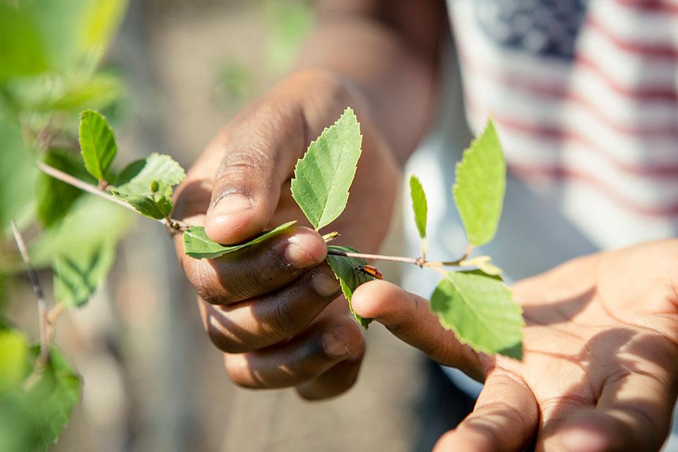 Vegetation in Community Schoolyards projects can serve as a visual buffer against the cars and trucks on nearby streets or highways, while also helping to mitigate traffic noise.