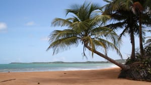 A sandy beach with a palm tree.