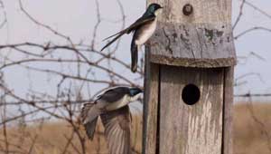 Missisquoi National Wildlife Refuge featured image