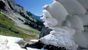 Spider Meadow featured image