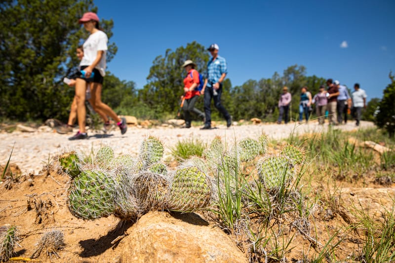 A group of people walking on a trail with cactus plants.