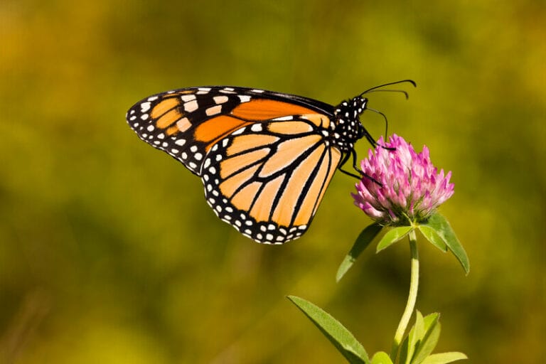 A monarch butterfly is sitting on a flower.