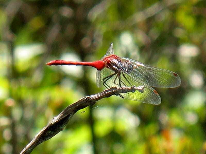 Bear Swamp Preserve featured image