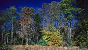 Monongahela National Forest featured image
