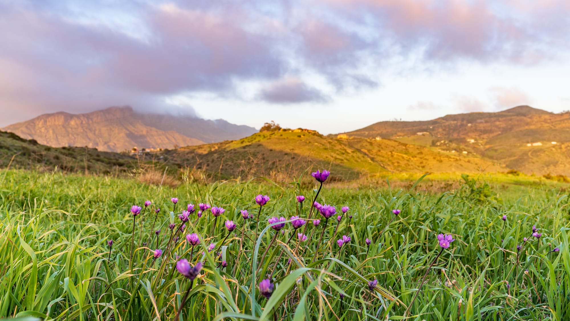 Purple flowers in a grassy field with mountains in the background.