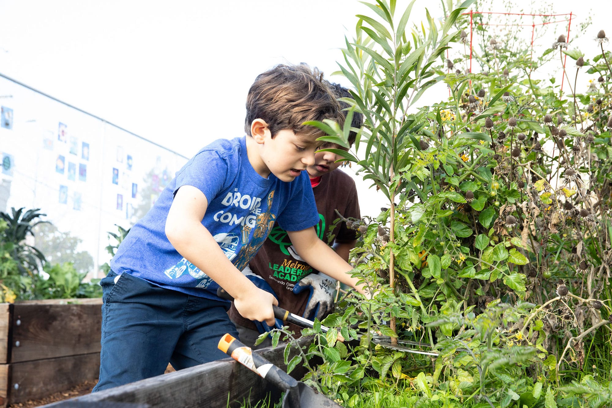 Two boys working in a garden.