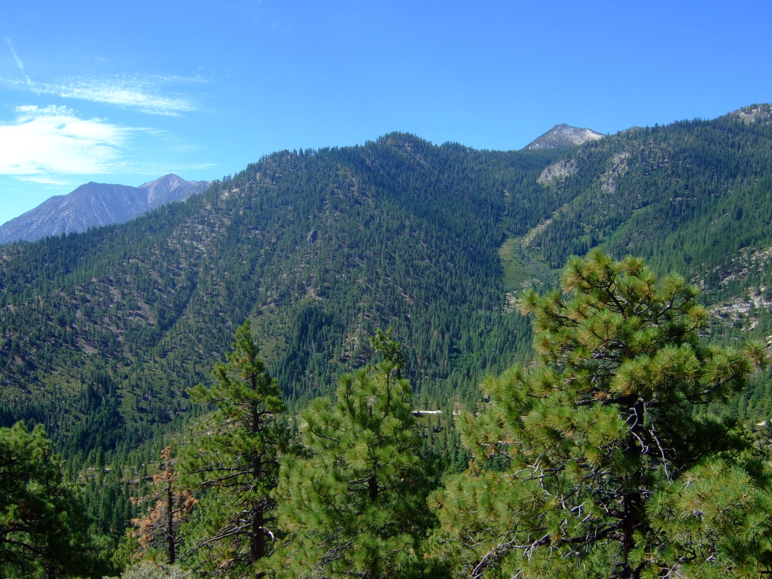 A mountain range with pine trees in the foreground.