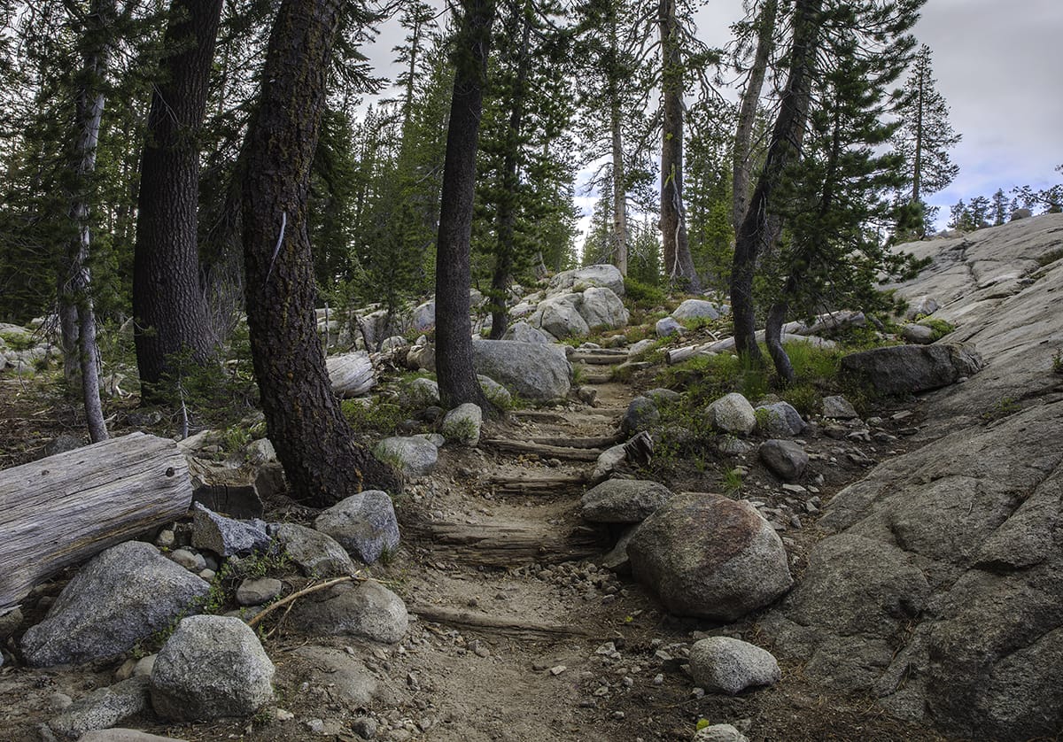 A trail through a forest with rocks and trees.