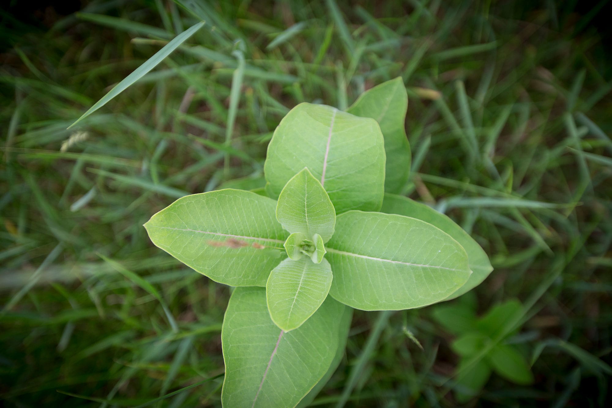 A small green plant growing in the grass.