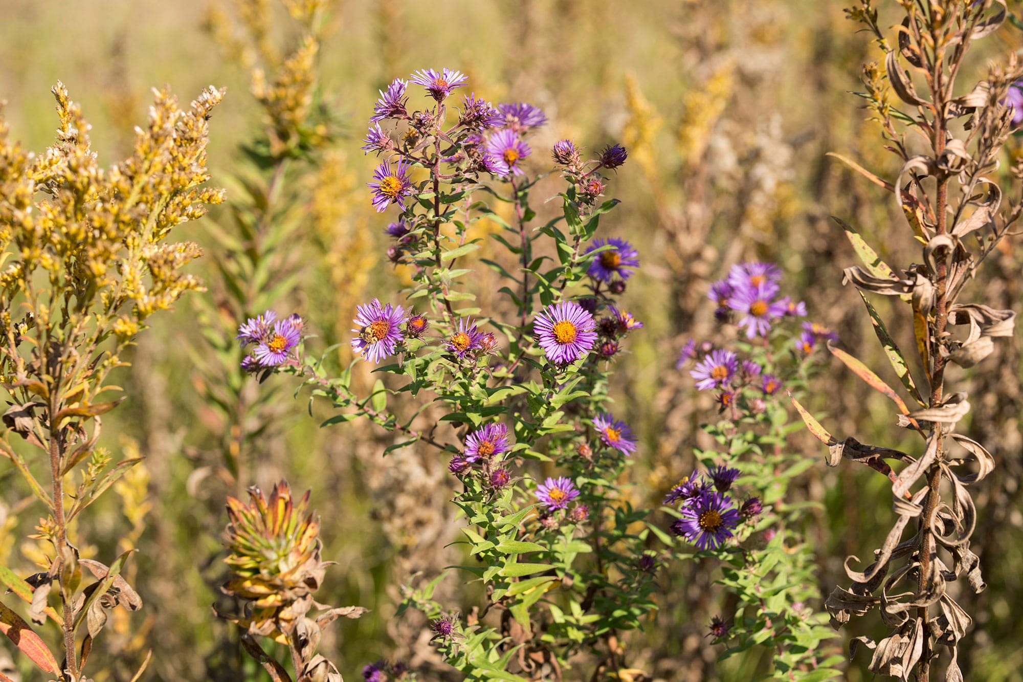 Wildflowers in a field with brown grass and purple flowers.