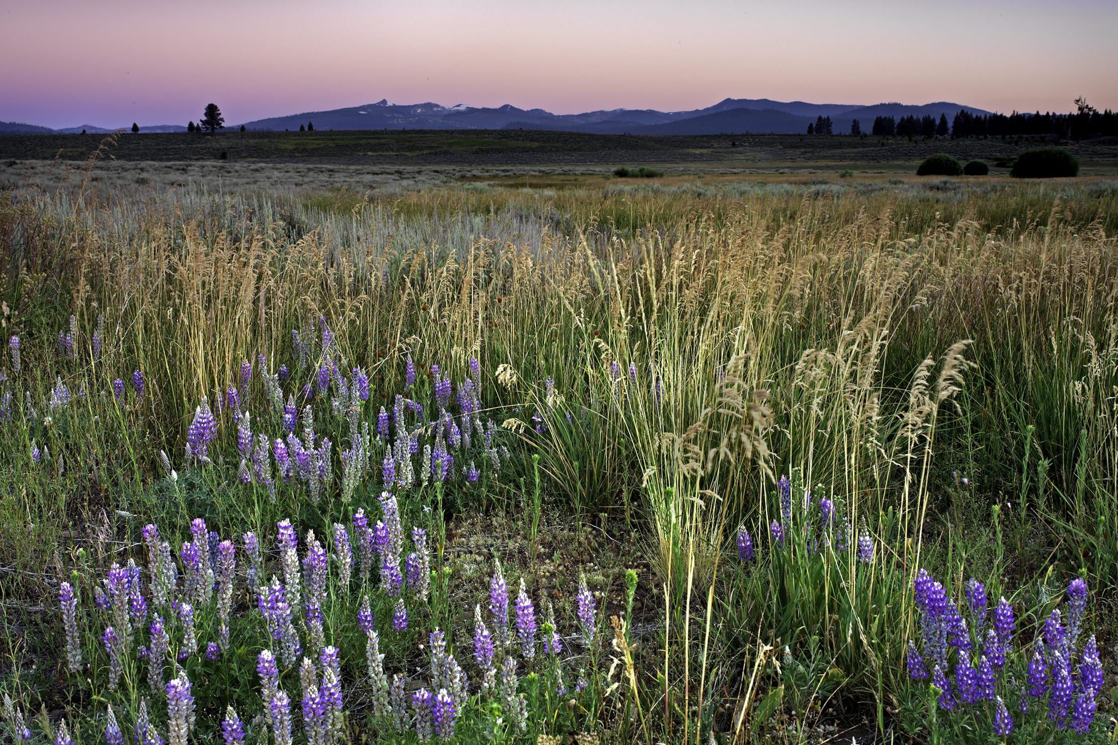 A field of purple flowers with mountains in the background.